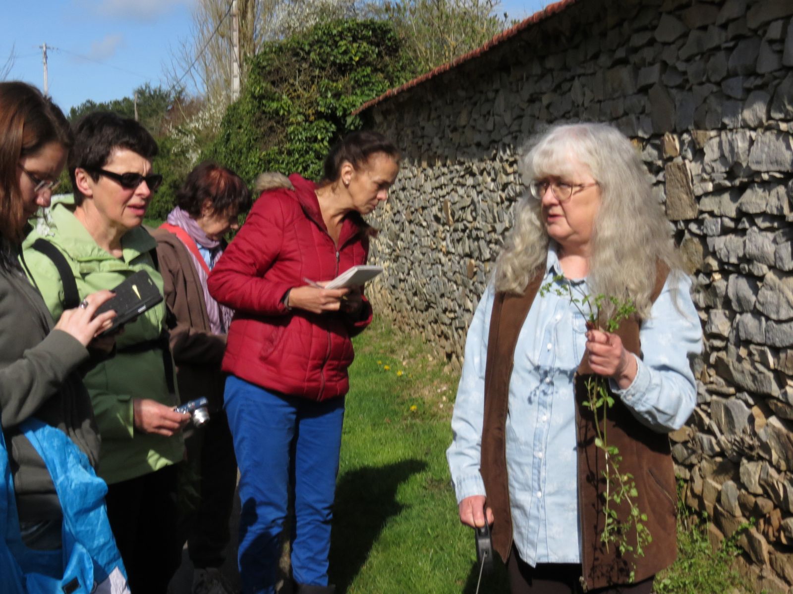 Mouron des oiseaux 8522